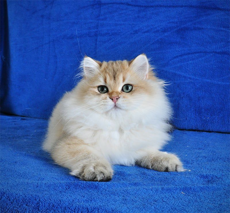 Золотые котята для души