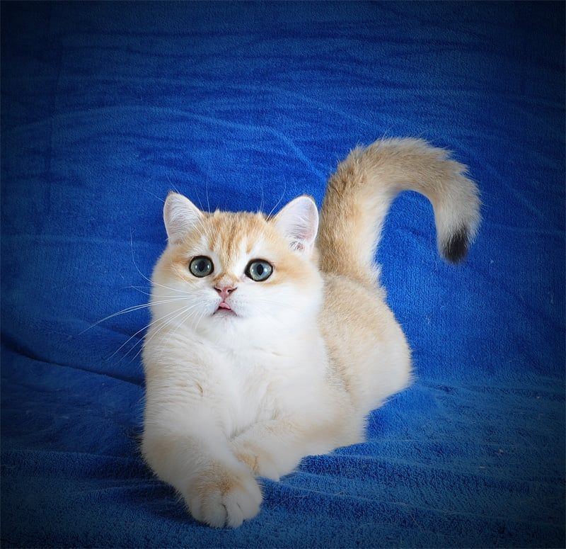 Британские котята в золоте