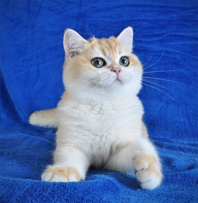 Золотая шиншилла