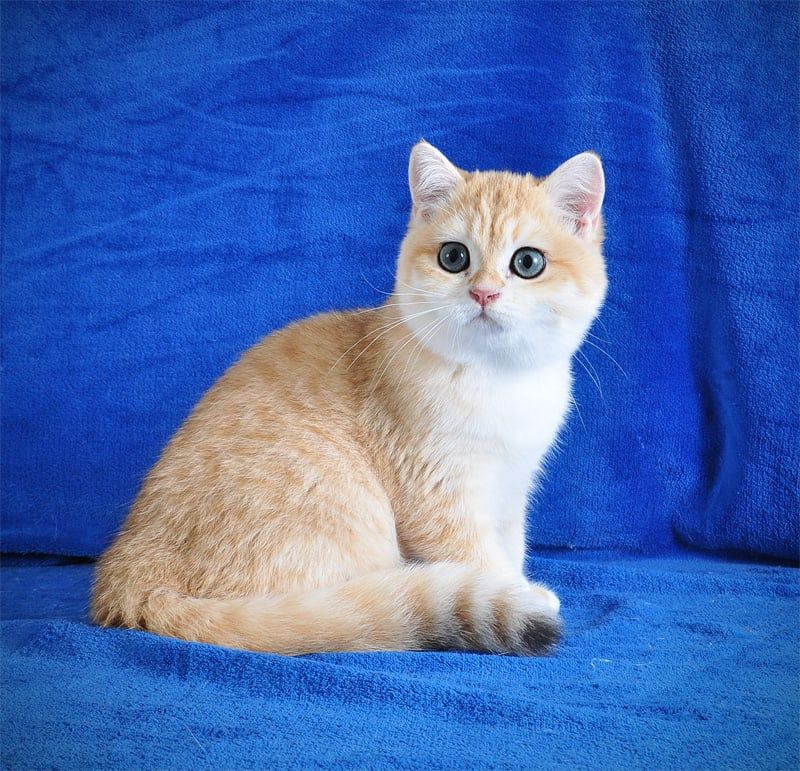 Золотой тигренок