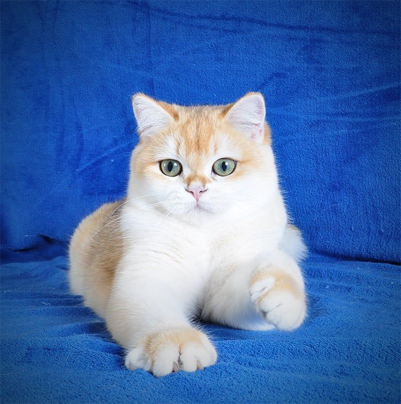 Котенок Британец золотая шубка