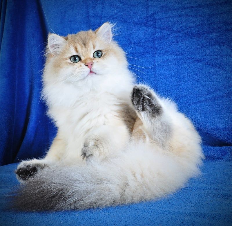 Золотые котята для души