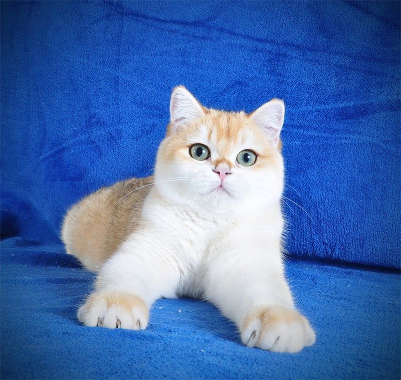 Котенок Британец золотая шубка