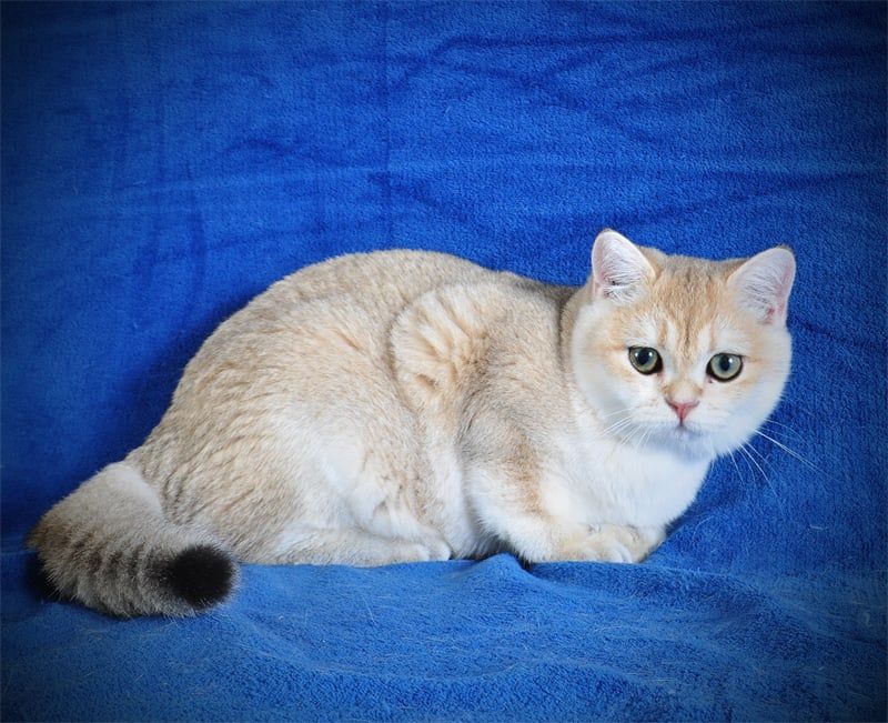 Девочка Золотая Затушевка ny11