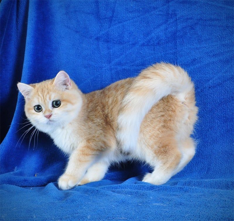 Золотой тигренок