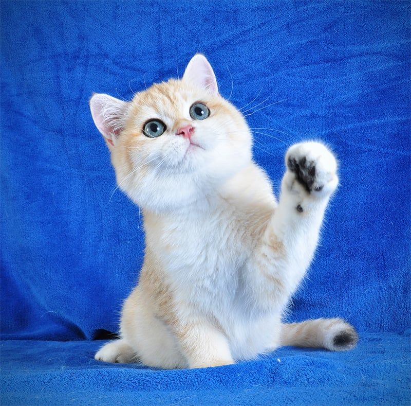 Золотой тигренок