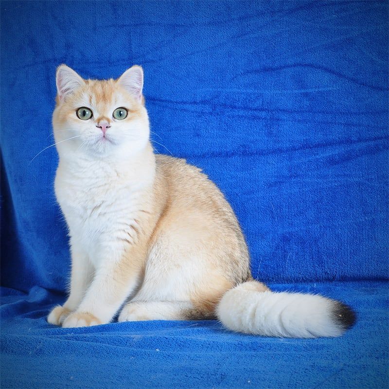 Котенок Британец золотая шубка