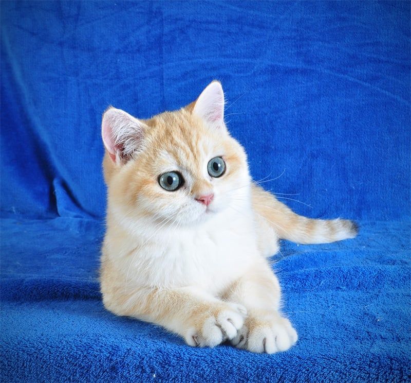 Золотой тигренок