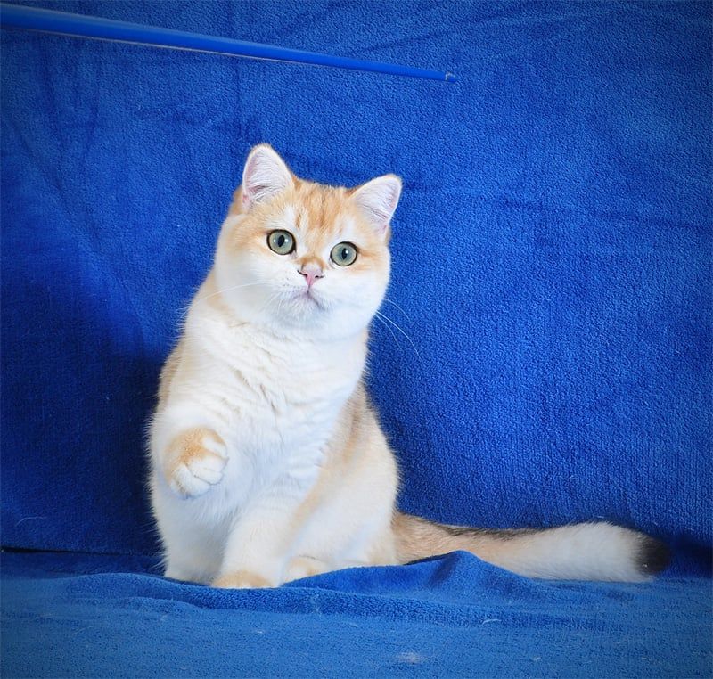 Котенок Британец золотая шубка