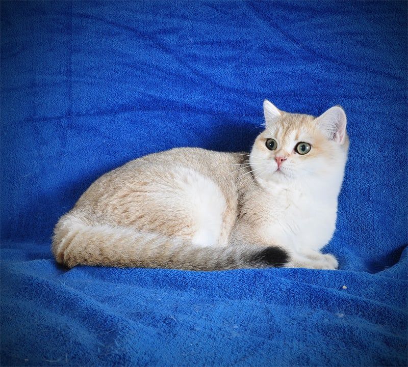 Девочка Золотая Затушевка ny11