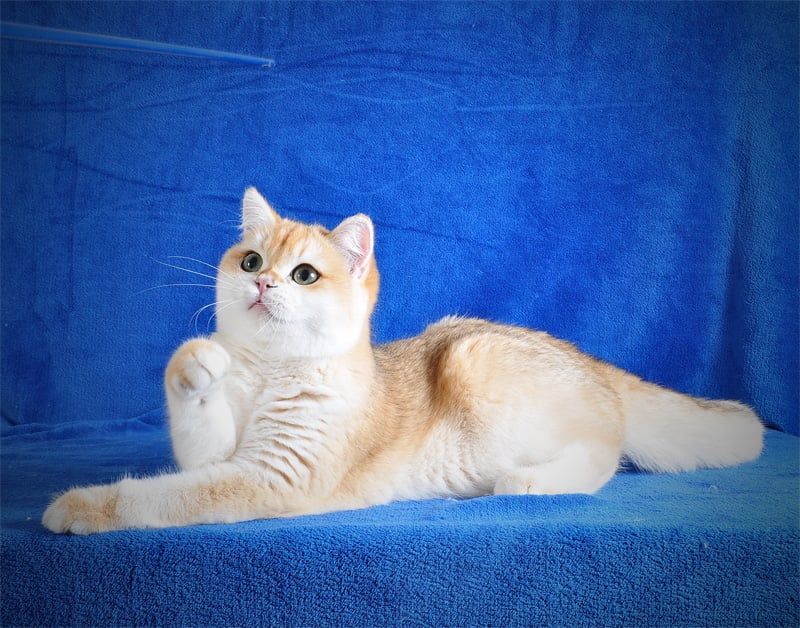 Котенок Британец золотая шубка