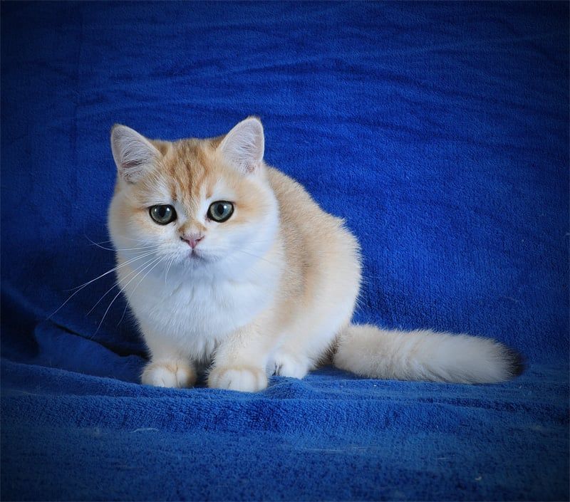 Золотая шиншилла