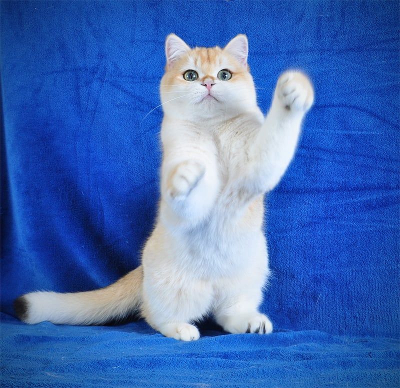 Котенок Британец золотая шубка