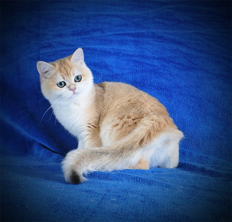 Золотая шиншилла