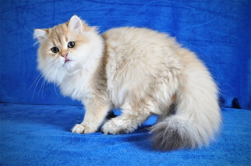 Золотые котята для души