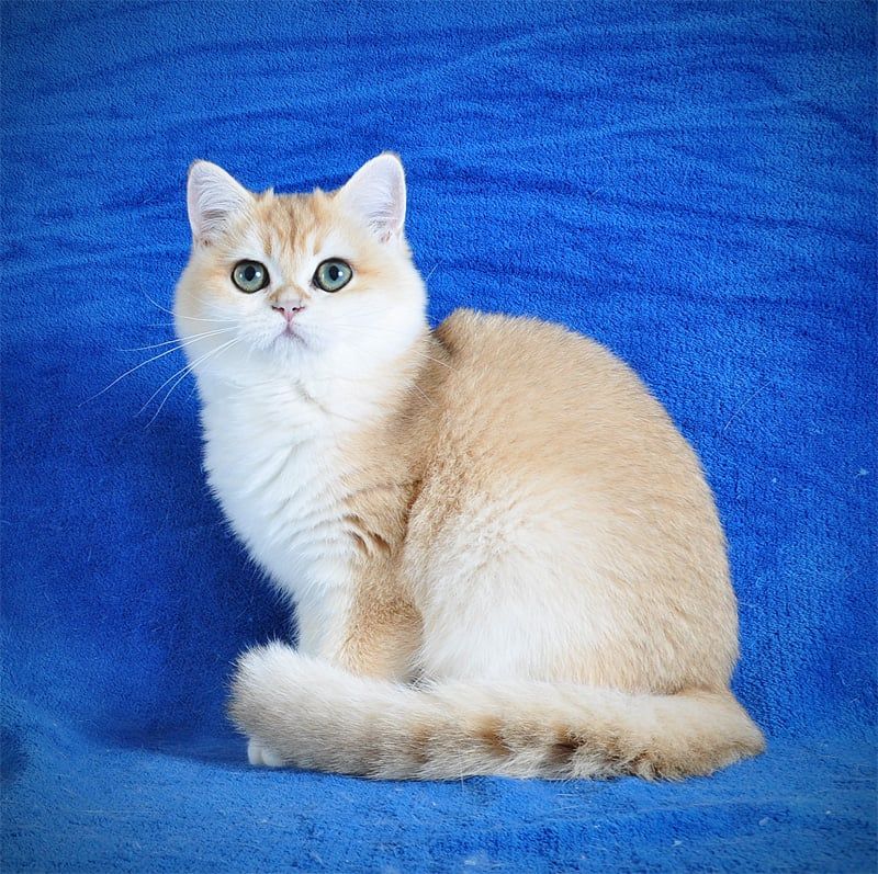 Золотая шиншилла