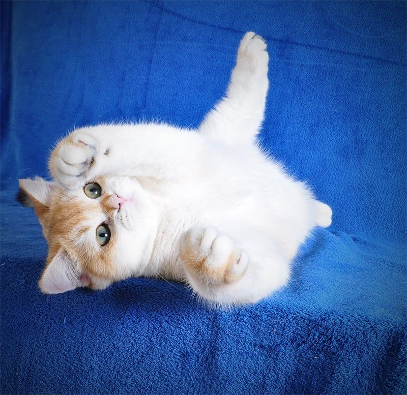 Котенок Британец золотая шубка