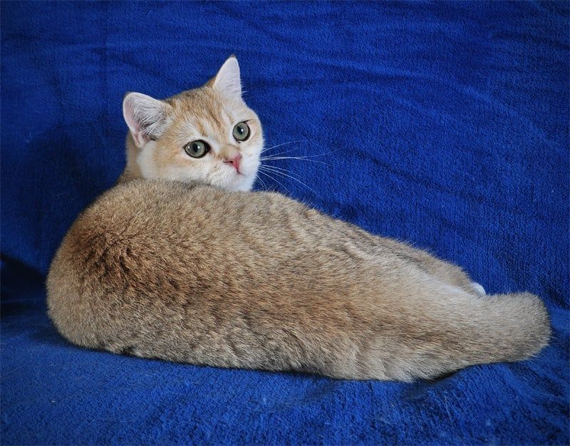 Девочка Золотая Затушевка ny11