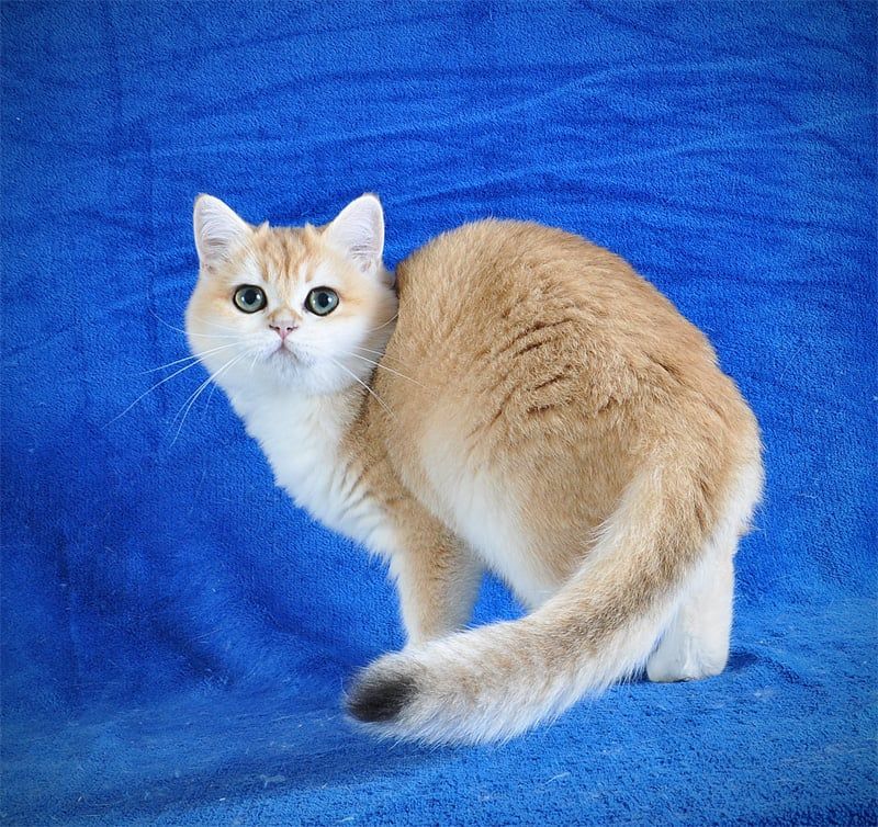 Золотая шиншилла