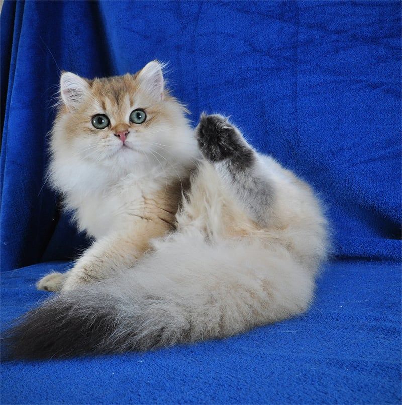 Золотые котята для души