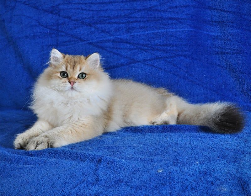 Золотые котята для души