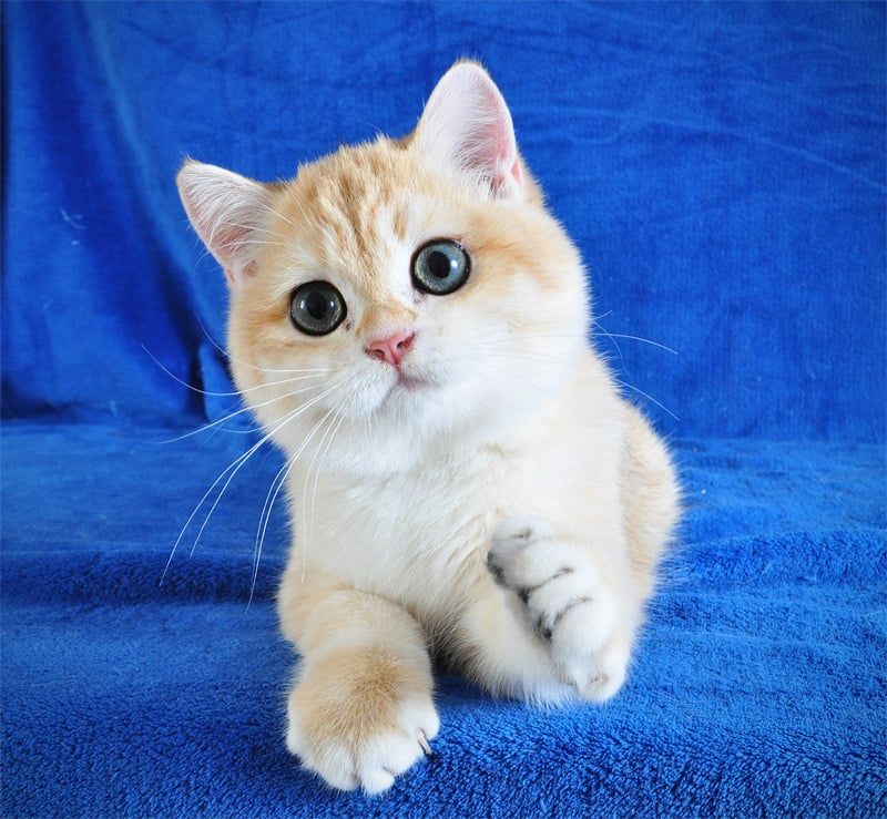 Золотой тигренок