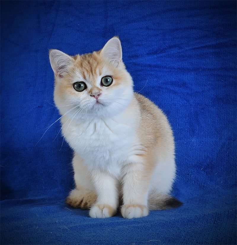 Золотая шиншилла