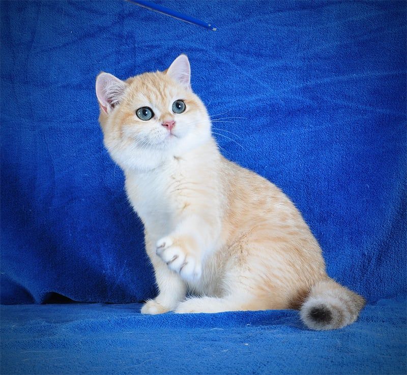 Золотой тигренок