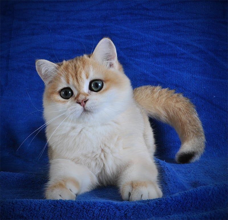 Британские котята в золоте