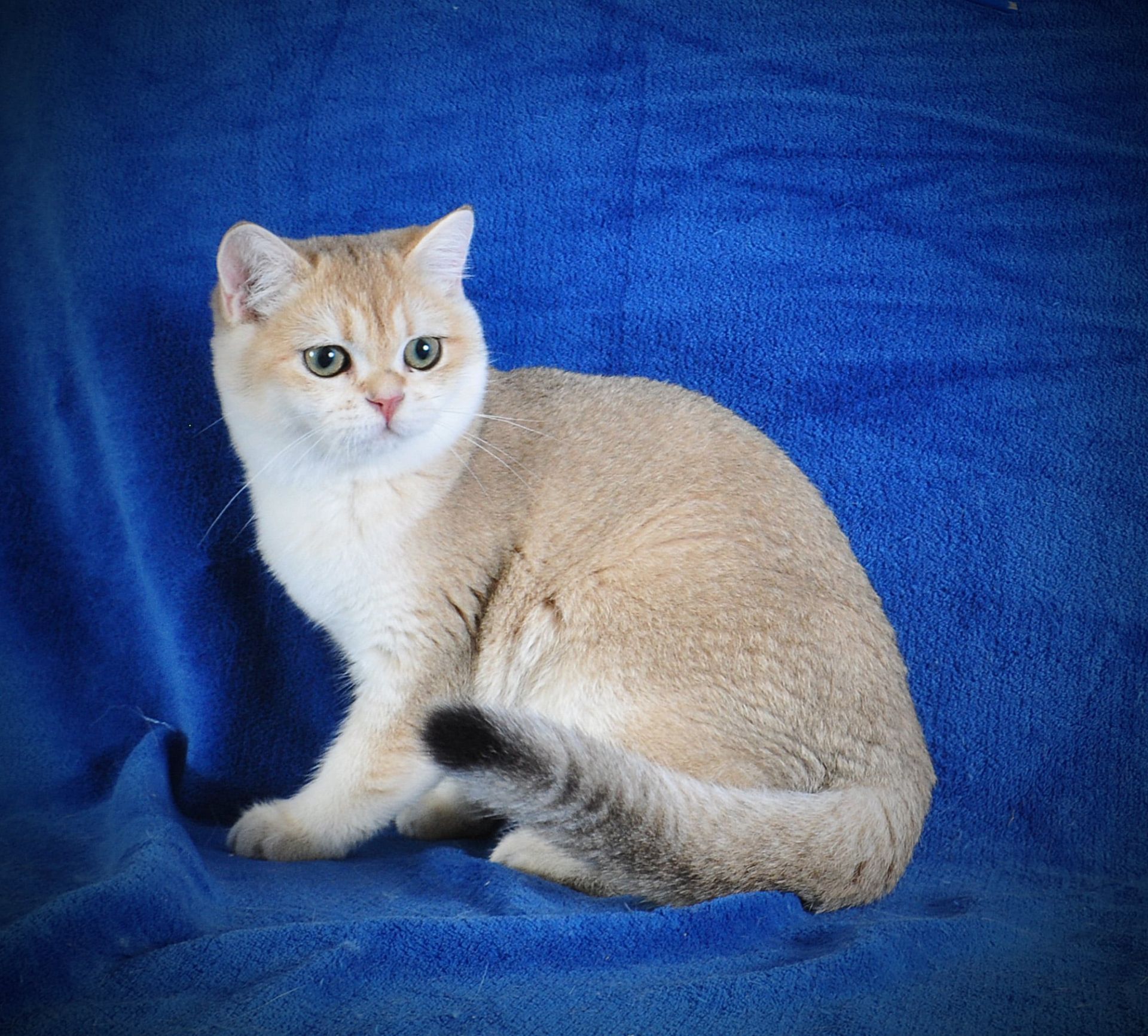 Девочка Золотая Затушевка ny11