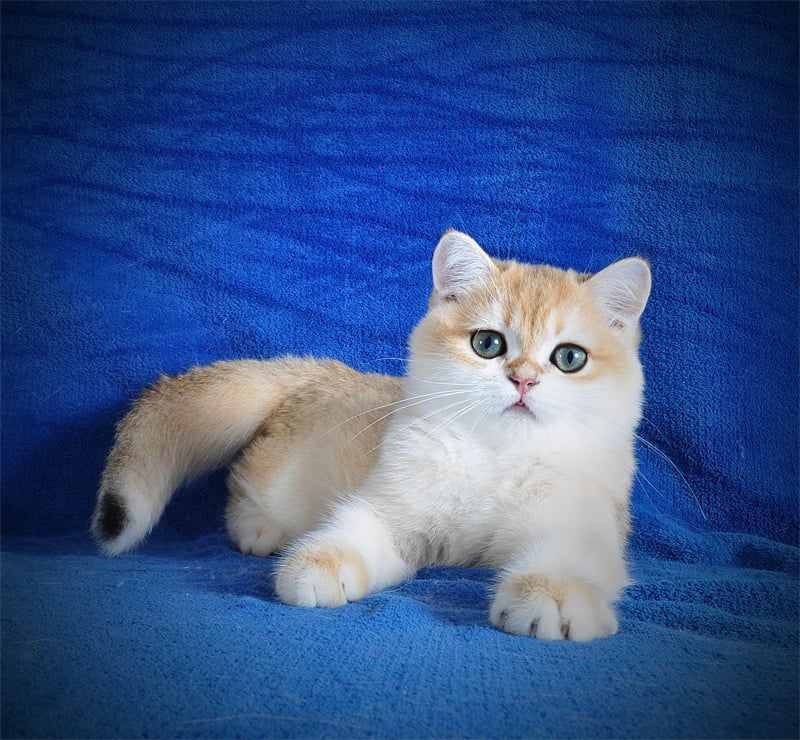 Британские котята в золоте