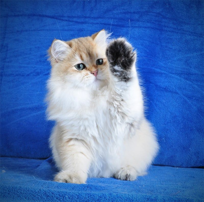 Золотые котята для души