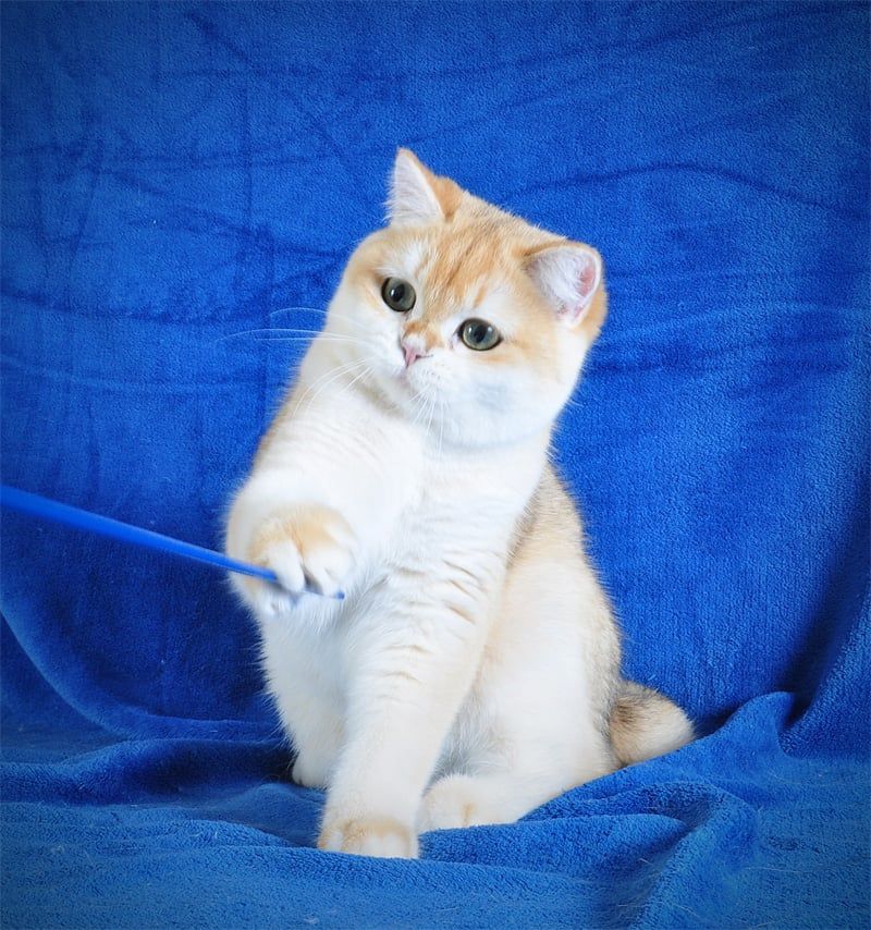 Котенок Британец золотая шубка