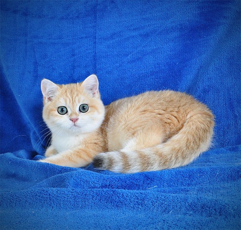 Золотой тигренок