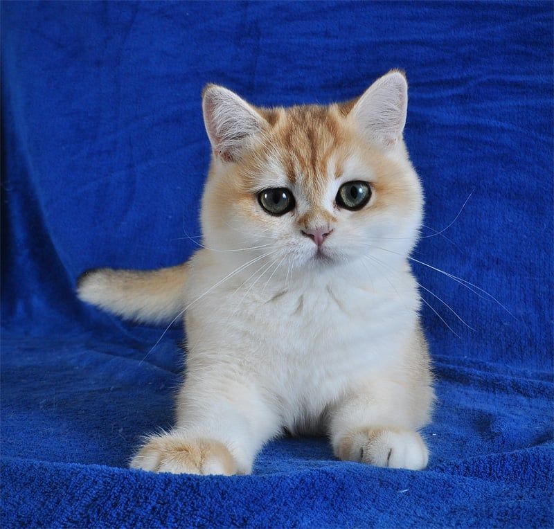 Золотая шиншилла