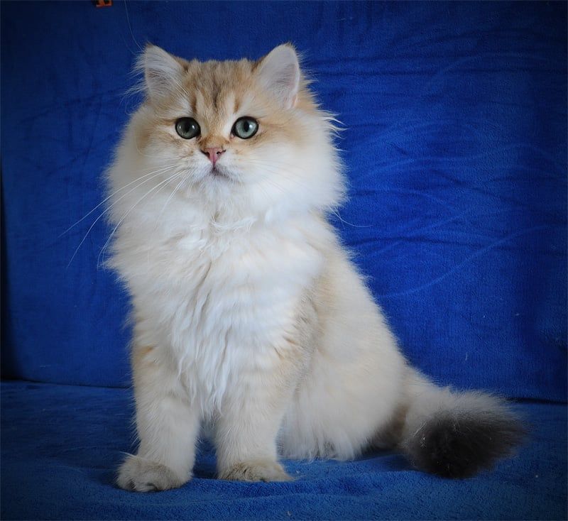 Золотые котята для души