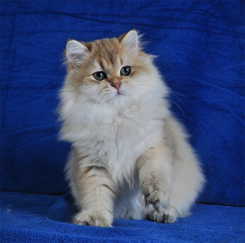 Золотые котята для души