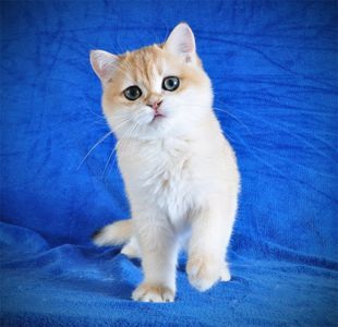 Британские котята в золоте