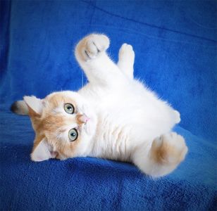 Котенок Британец золотая шубка
