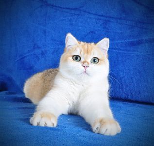 Котенок Британец золотая шубка