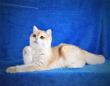 Котенок Британец золотая шубка