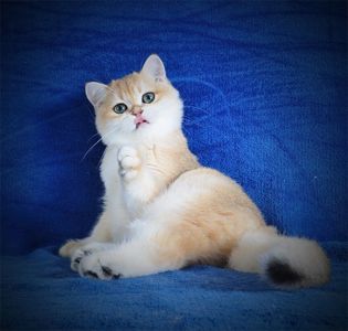 Британские котята в золоте