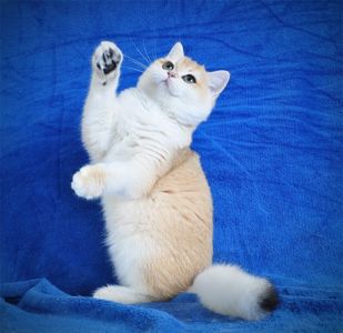 Золотая шиншилла