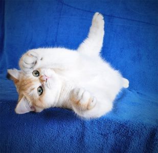 Котенок Британец золотая шубка