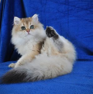 Золотые котята для души