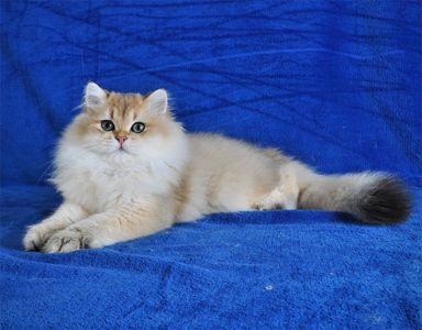 Золотые котята для души