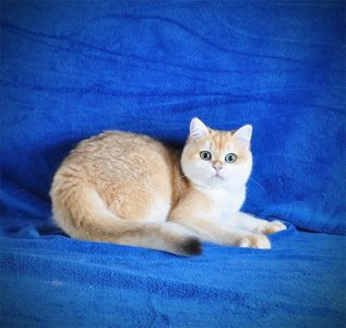 Котенок Британец золотая шубка