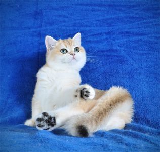 Золотая шиншилла