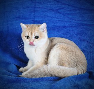 Девочка Золотая Затушевка ny11