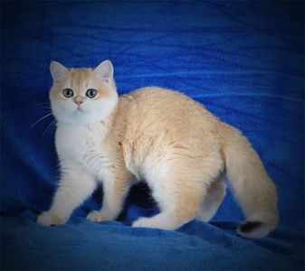 Британские котята в золоте